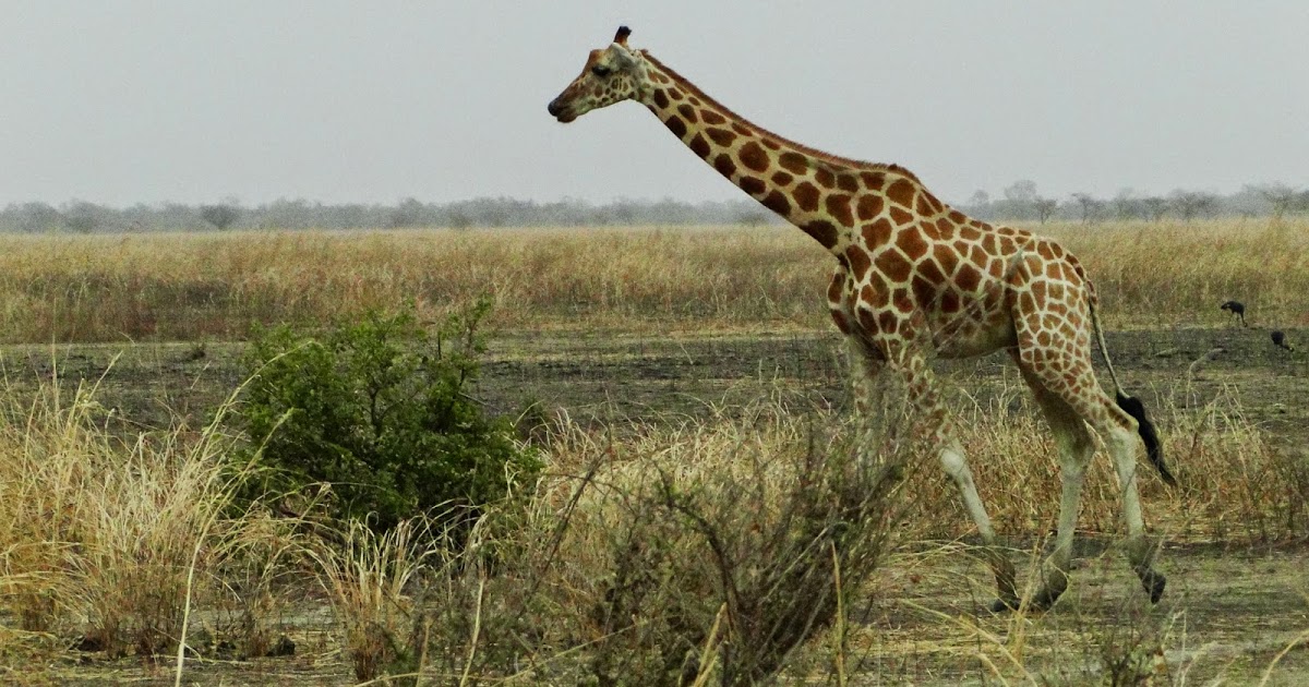 Cameroun : l’essor du tourisme grâce à la réouverture des parcs nationaux