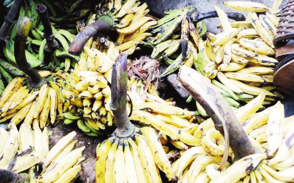 Banane-plantain