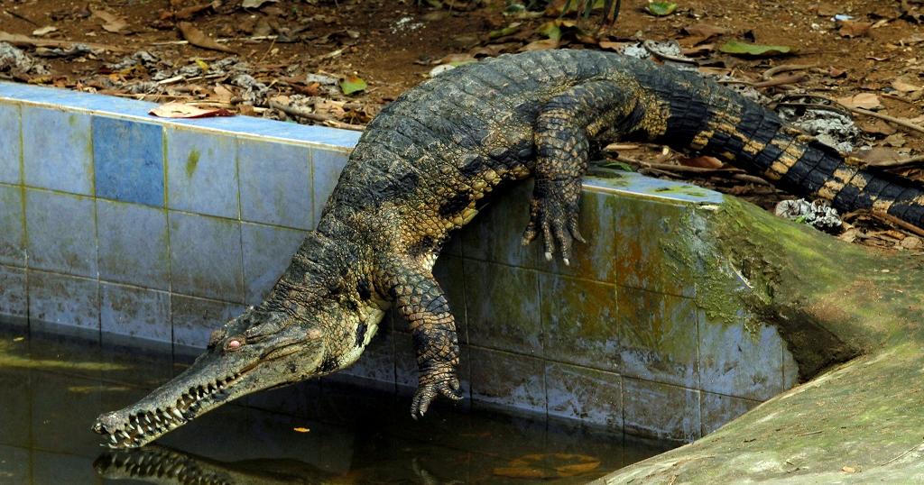 Crocodile