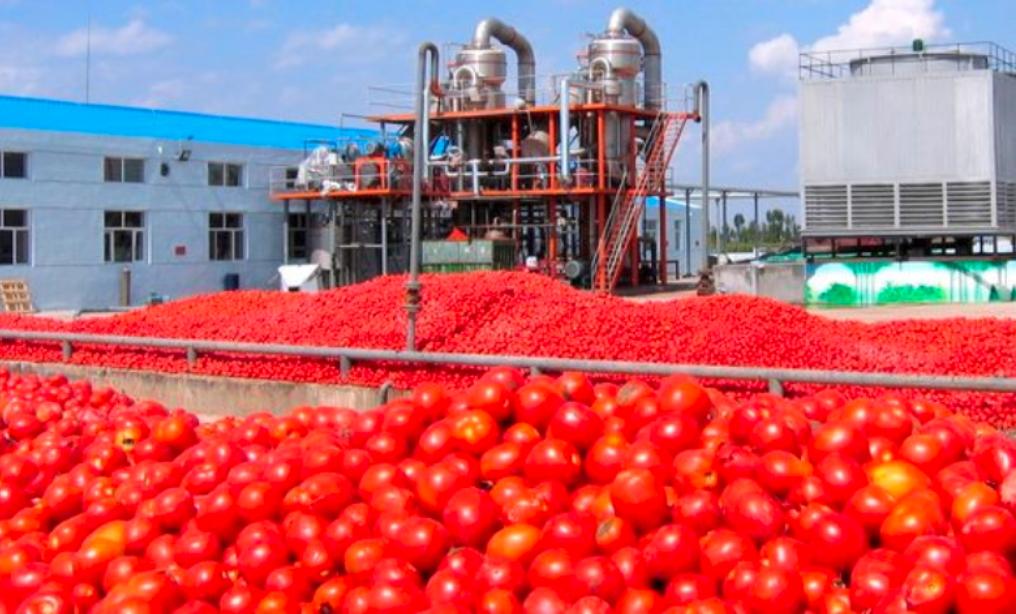 production de tomate