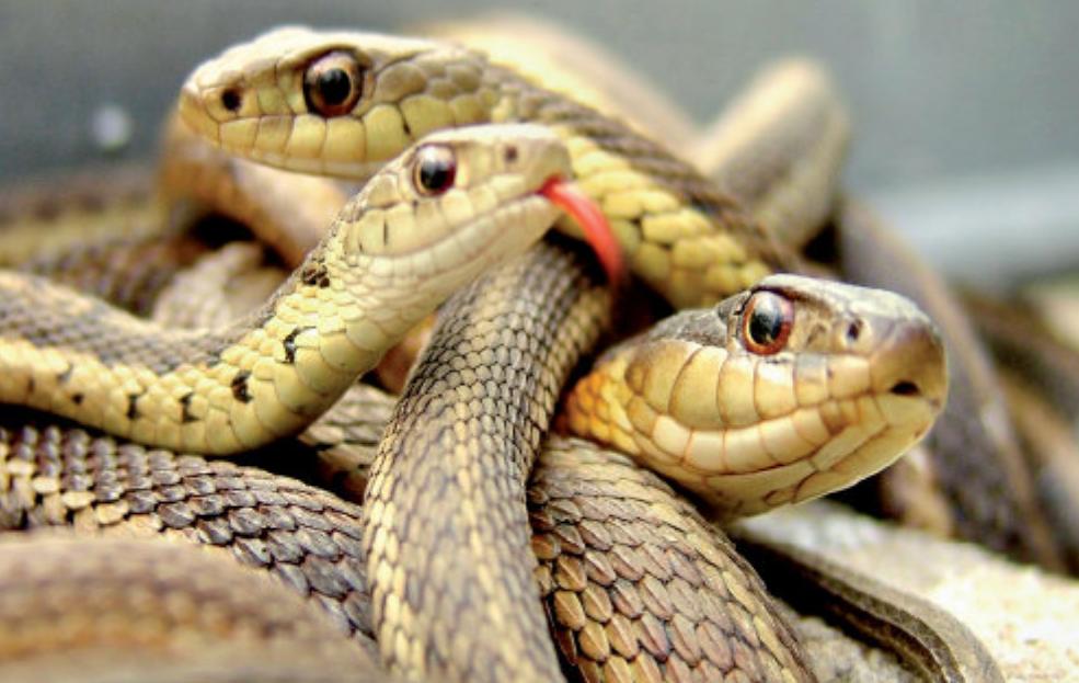 Serpents en tas