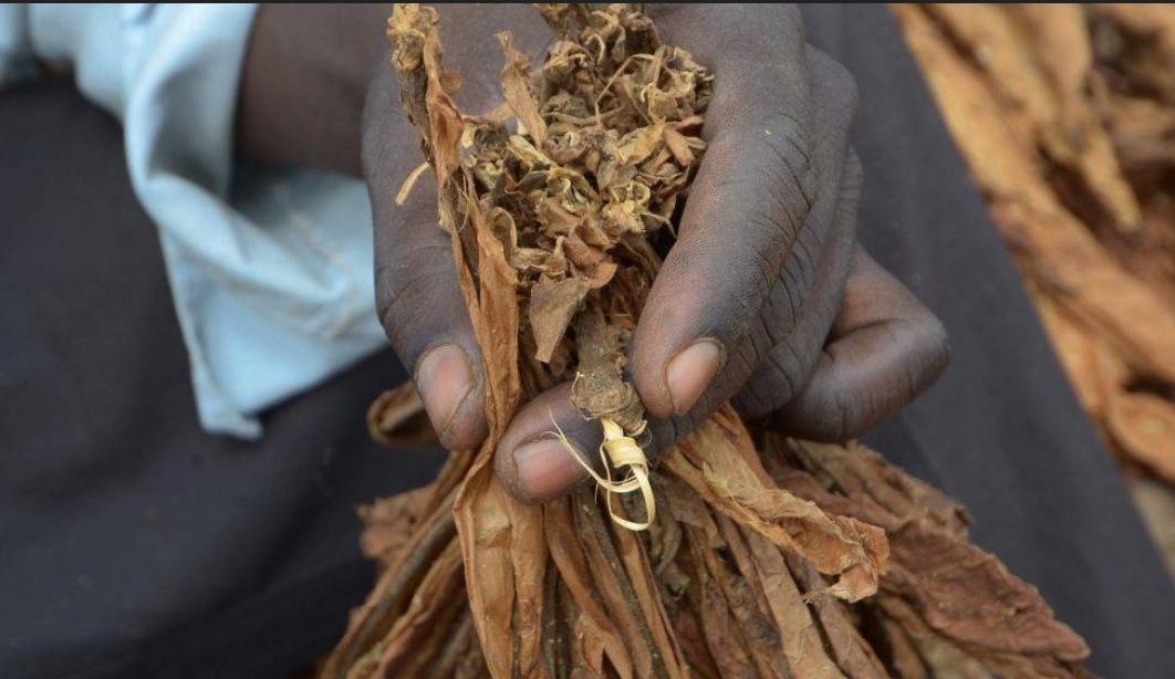 Cameroun : Les tabaculteurs revendiquent 500.000.000 FCFA à l’Est