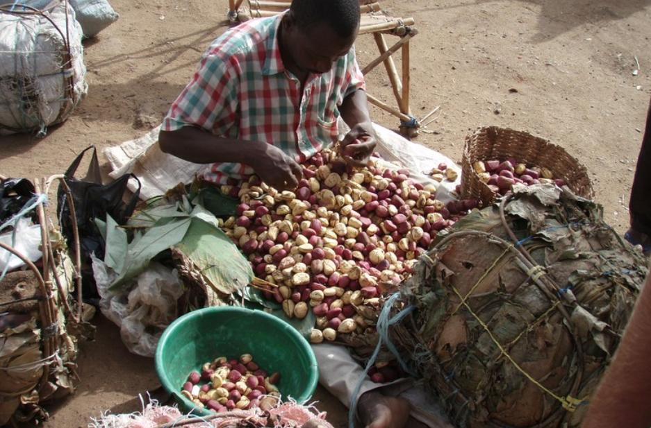 Cameroun : Ils ont bâti des maisons grâce au commerce de la Kola