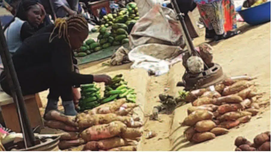 Le Manioc, une Arme Insoupçonnée contre le Cancer au Cameroun