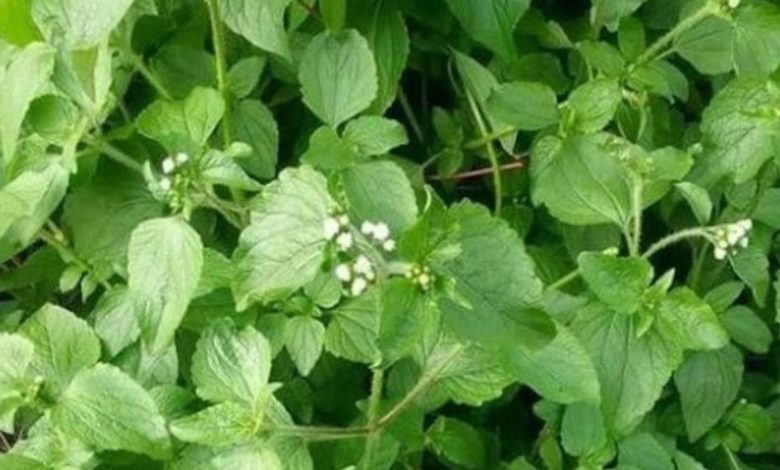 Le roi des herbes