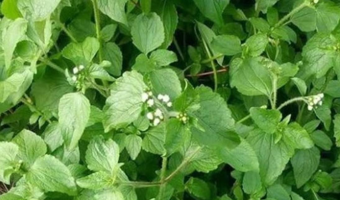 Le roi des herbes