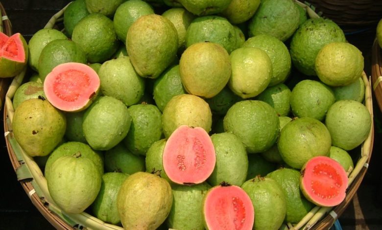 Cameroun - Commerce : La goyave en abondance 1 Goyaves