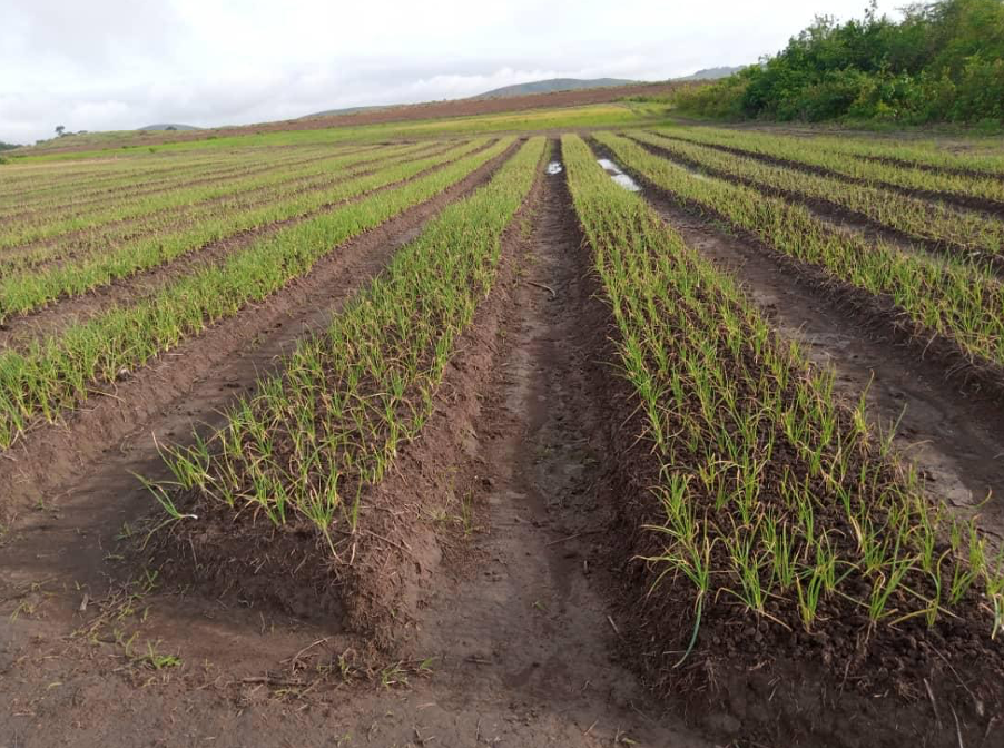 Farmers in Niari to benefit from Agri Resources cold storage facility 3 farmers in niari to benefit from agri resources cold storage facility 1