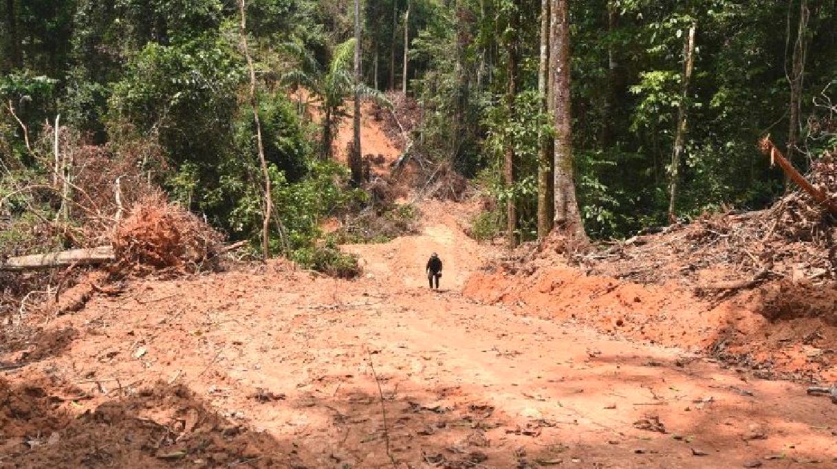 La déclaration sur les forêts et l’utilisation des terres est adoptée par 105 pays