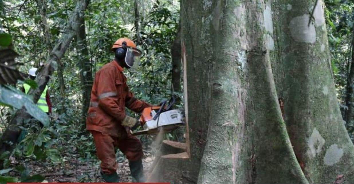 L’Afrique perd tous les ans jusqu’à 3,9 millions d’hectares de forêts (président malgache)