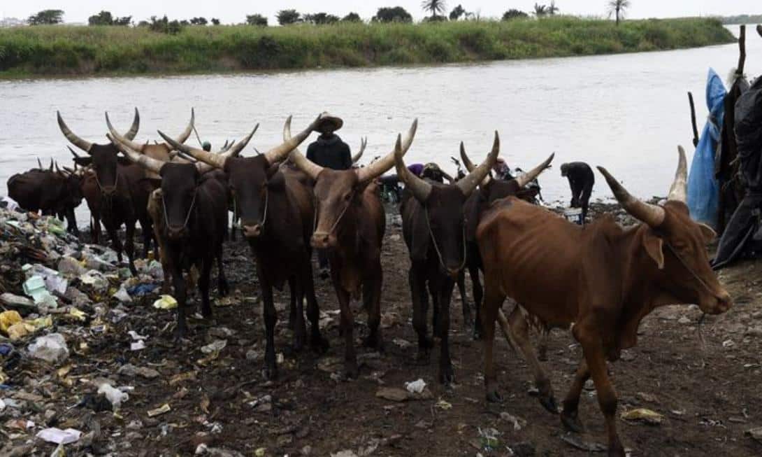 Tanzanie betails mort