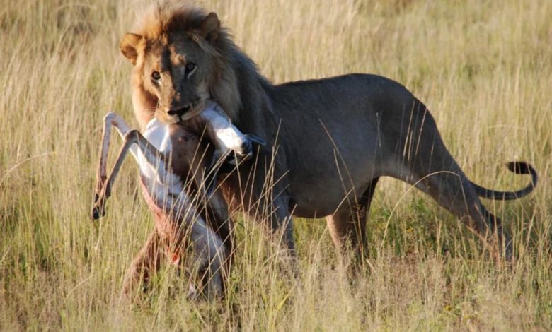 Can Cameroun 2021 : Du bouillon d’antilopes à la table des Lions indomptables 1 Lion devorant antilope