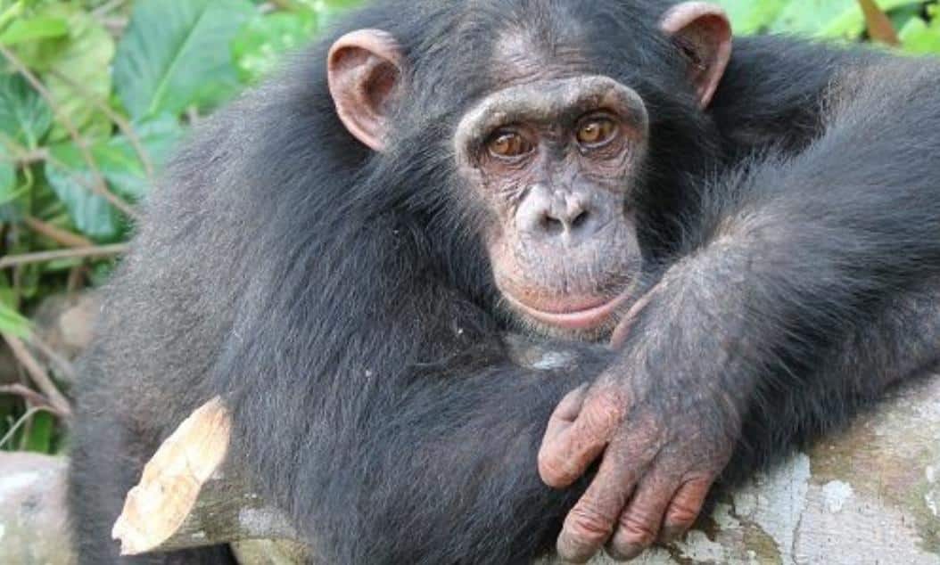 primates