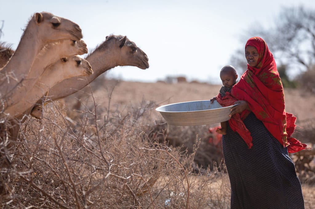 La Corne de l’Afrique vers une cinquième année de sécheresse consécutive, la pire en quarante ans (OMM)