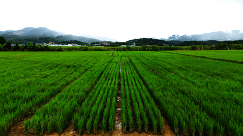 Cameroun : Un parc agro-industriel intégré pour produire plus de huit cents tonnes de riz par an