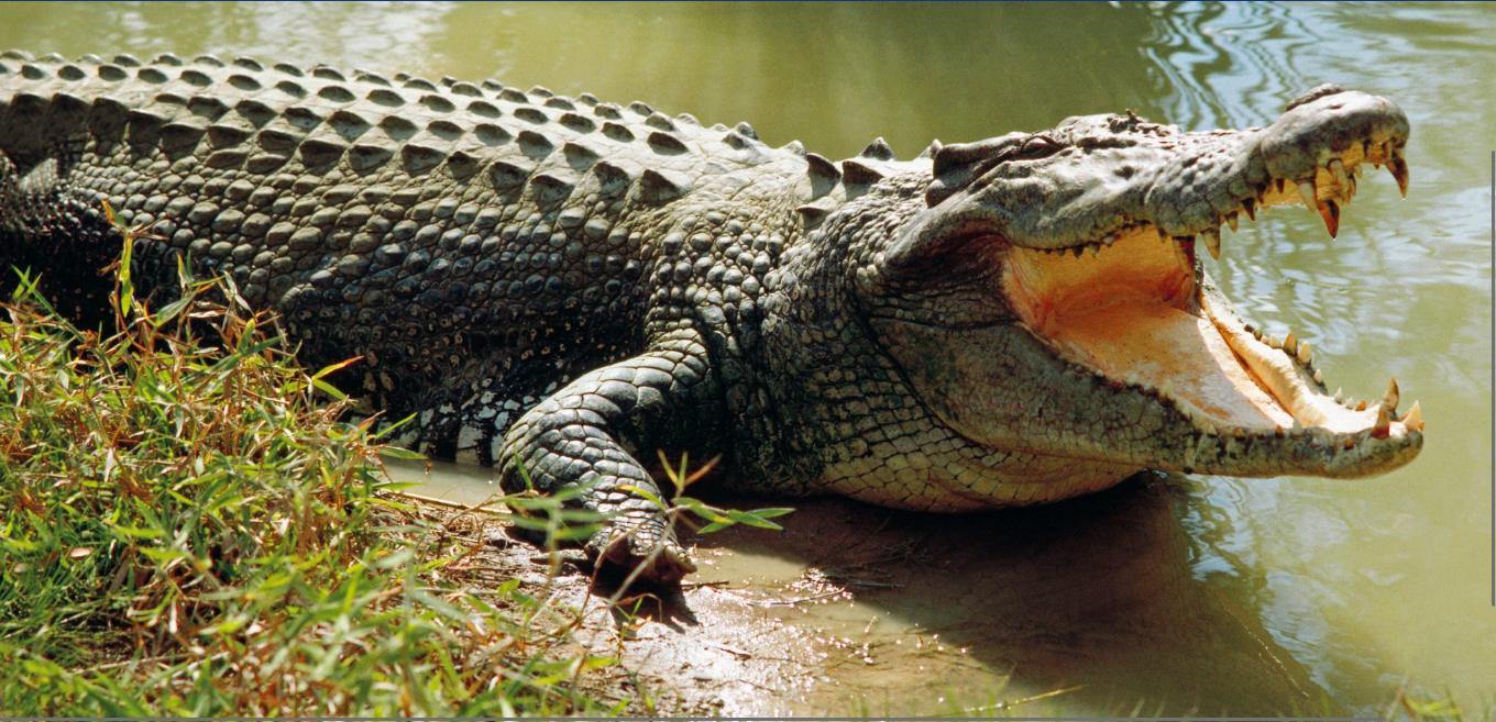 crocodile