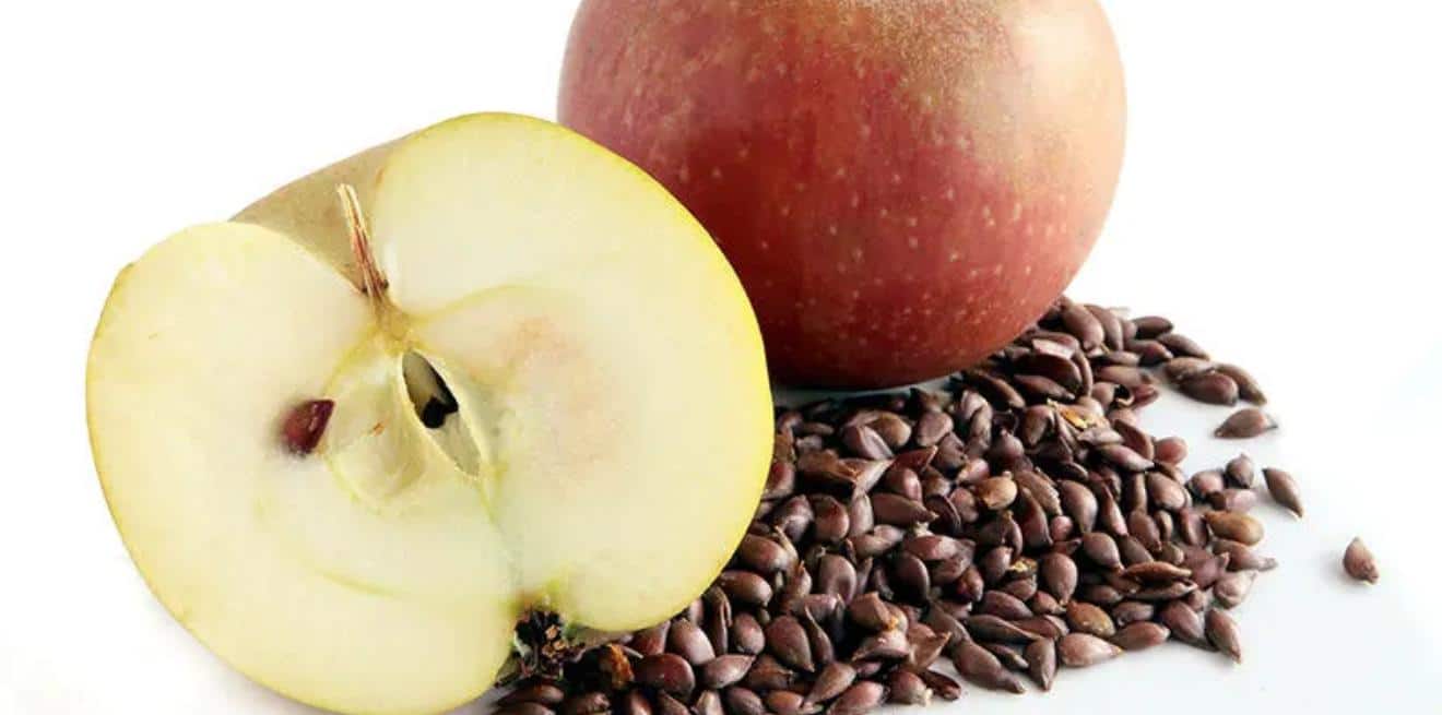 Combien De Pepin De Pomme Pour Mourir Poison : Les Pépins De Pomme Contiennent Du Cyanure - 237online.com