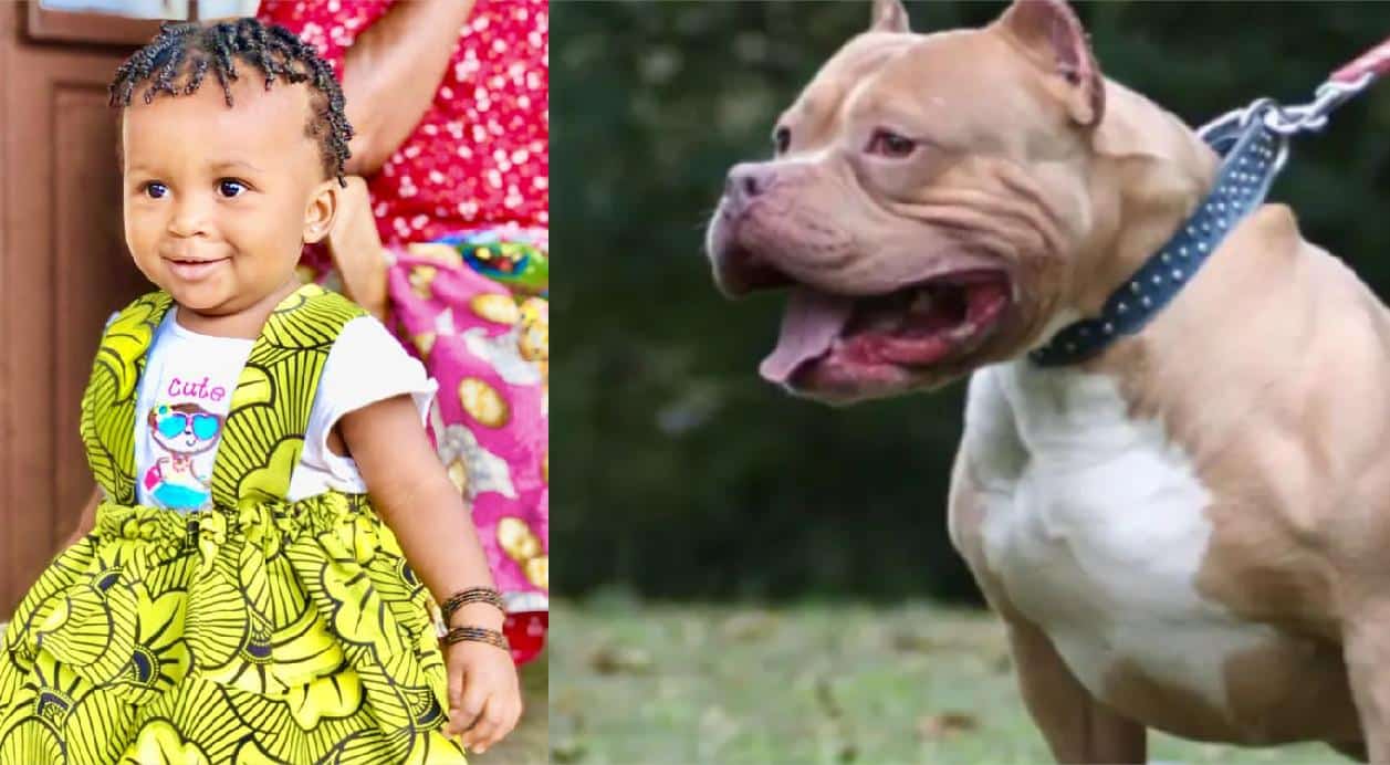 pitbull et enfant