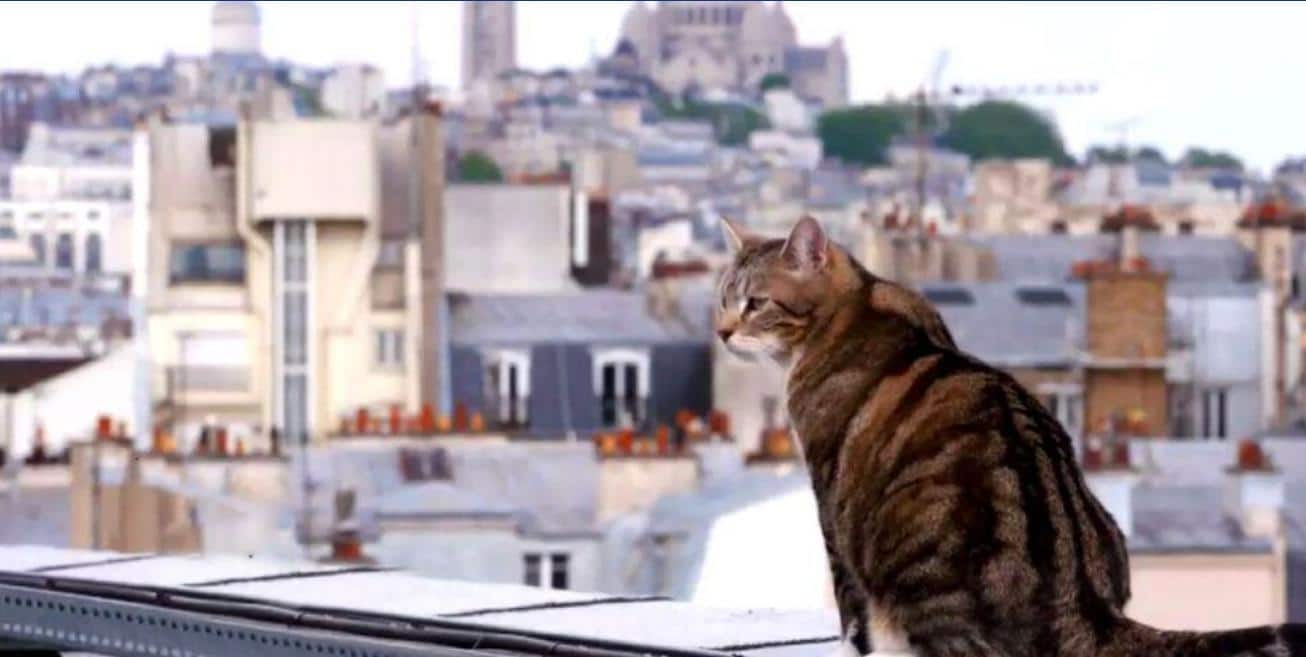 vie secrète des chats