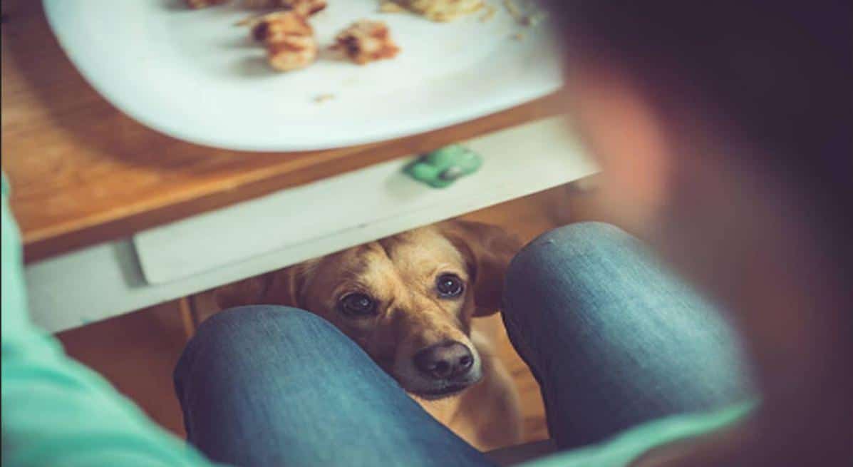 De la misère à la réussite : l’histoire inspirante de l’avocate internationale qui mangeait les restes de nourriture pour chien