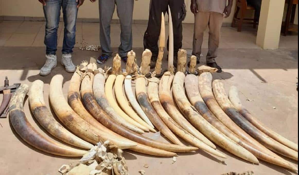 Le Togo a arrêté quatre trafiquants avec plus de 160 kilogrammes de défenses d’éléphants