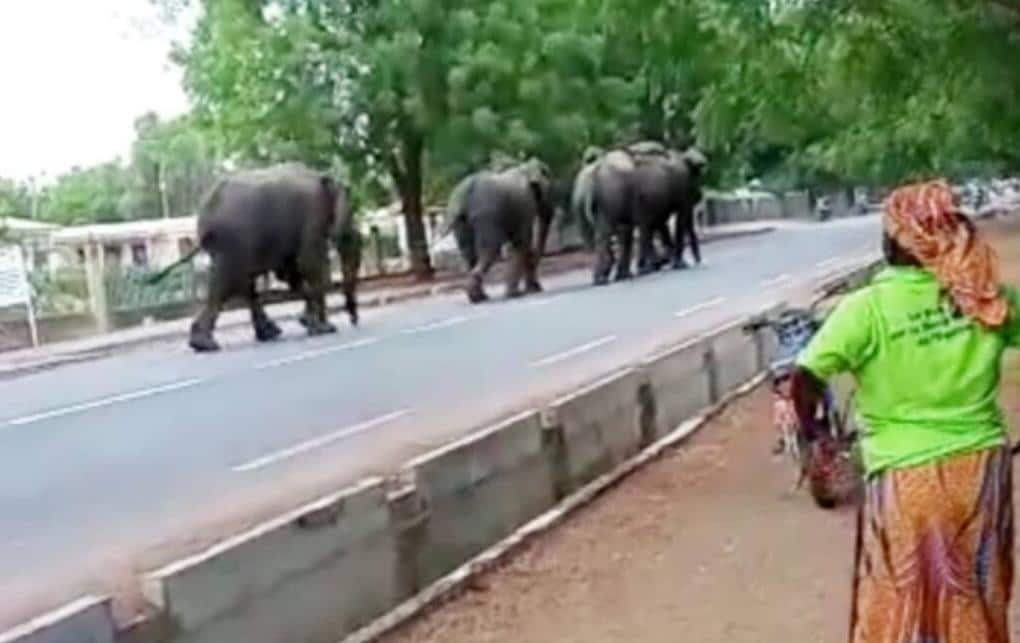 Tragédie au Cameroun : Une Femme succombe à une charge d’éléphants à Maroua