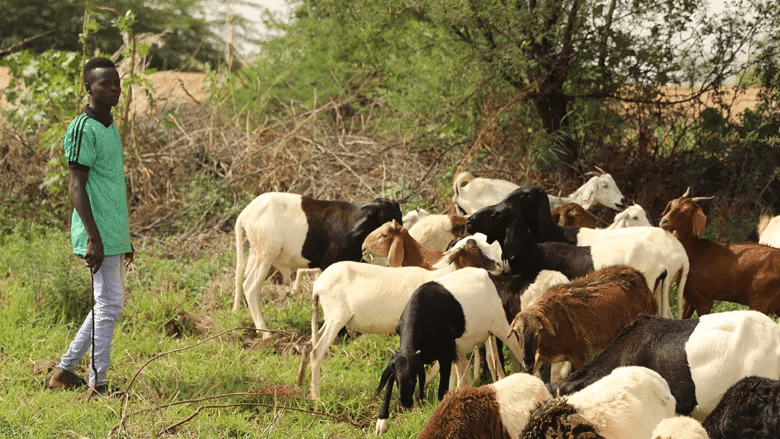 Niger : l’économie a fortement rebondi en 2022 à la faveur d’une bonne saison agricole