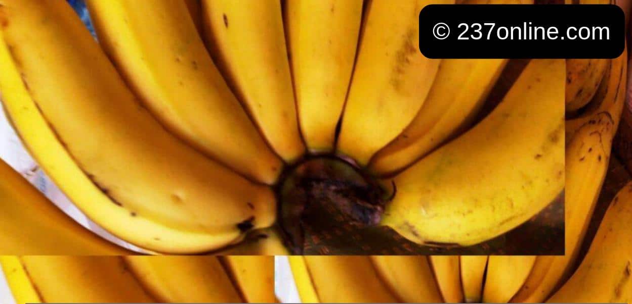banane mûre au formol