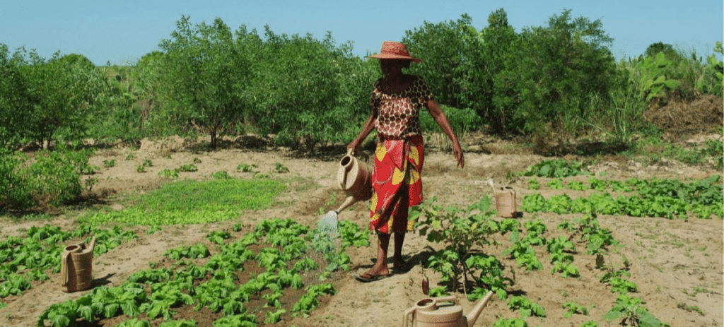 Des semences à l’énergie solaire à Madagascar : le blog du Coordonnateur résident des Nations Unies