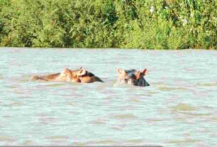 Mares aux hippopotames