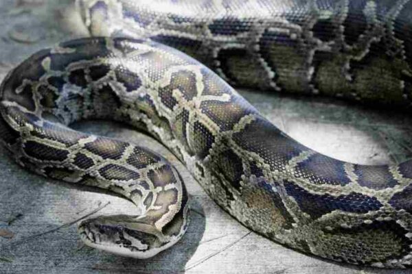 Un énorme python de 8 mètres délogé du plafond d’un immeuble à Douala