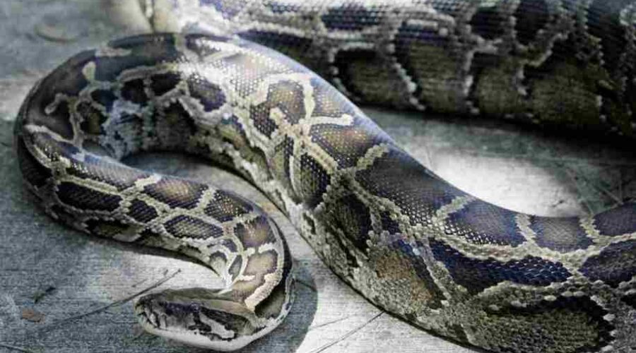 python géant