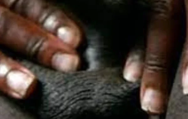 Côte d’Ivoire : Incroyable disparition mystique de sexe à Gagnoa, le Cameroun en alerte !