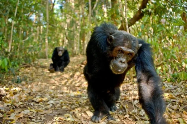 Cameroun : Attaque de chimpanzés ► Un homme grièvement blessé à Ndom