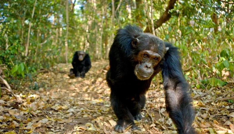 Attaque chimpanzes