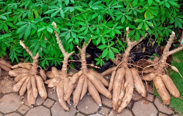 Manioc
