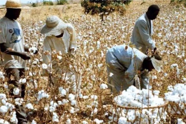 Producteurs de coton : 15 pays africains réunis à Garoua