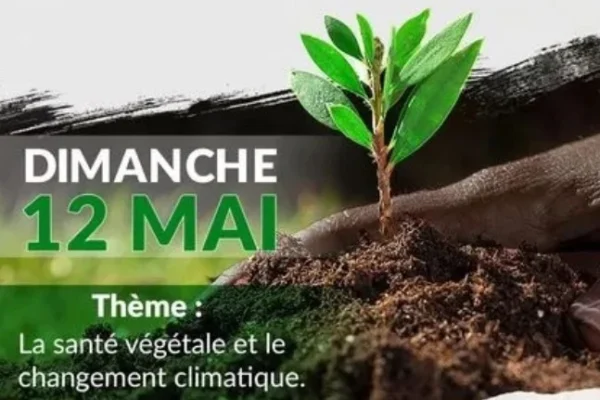 Protection végétale Cameroun : alerte rouge avec 40% des récoltes menacées chaque année