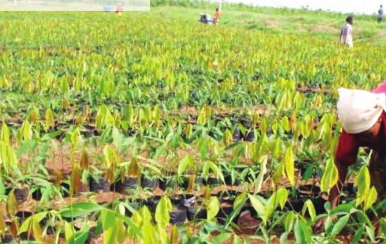 Femmes rurales Cameroun 2025 – le Littoral face aux défis climatiques et agricoles