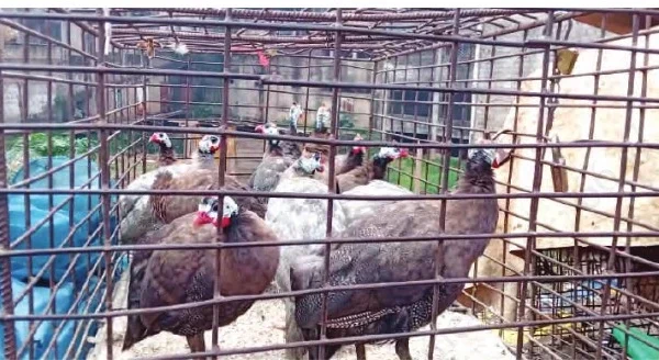 Cameroun – Volaille rare : pourquoi les ménages délaissent la pintade